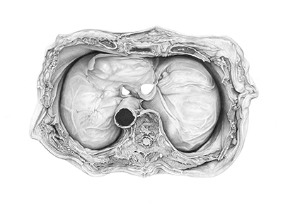 Thorax, abdomen and pelvis anatomy